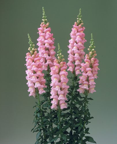Antirrhinum majus Legend Pink F1 Sēklas