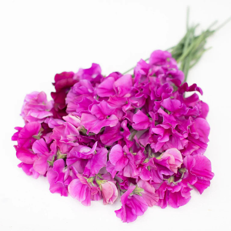 Lielziedu puķuzirņu sēklas - BARONSCOURT