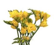 Frēziju Sīpoli Soleil®