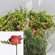 Frēziju Sīpoli Intense®