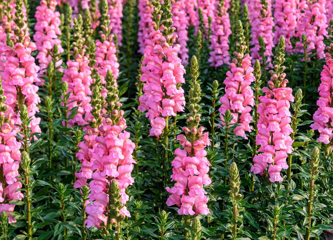 Antirrhinum majus Legend Pink F1 Sēklas