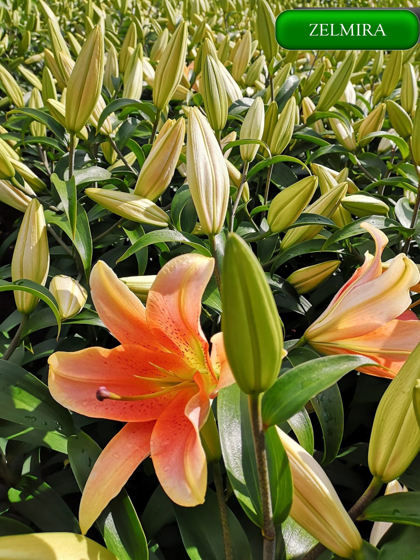 Zelmira lilija,āzijas lilijas latvijā,Zelmira liliju sīpoli,pērc liliju sīpolus, liliju sīpoli cena,liliju sīpoli rīga,cik maksā liliju sīpoli,liliju sīpoli internetā, liliju sīpolu stādīšana,liliju sipoli,liliju sīpoli pirkt,liliju sīpoli cenas,kur nopirkt liliju sīpolus, liliju sīpoli kur pirkt,liliju sīpoli kandava,liliju sīpoli tukums,liliju sīpoli talsi,liliju sīpoli pūre, liliju sīpoli kuldīga,liliju sīpoli ventspils,liliju sīpoli jelgava,zelmira liliju sīpoli,liliju sīpoli liepāja