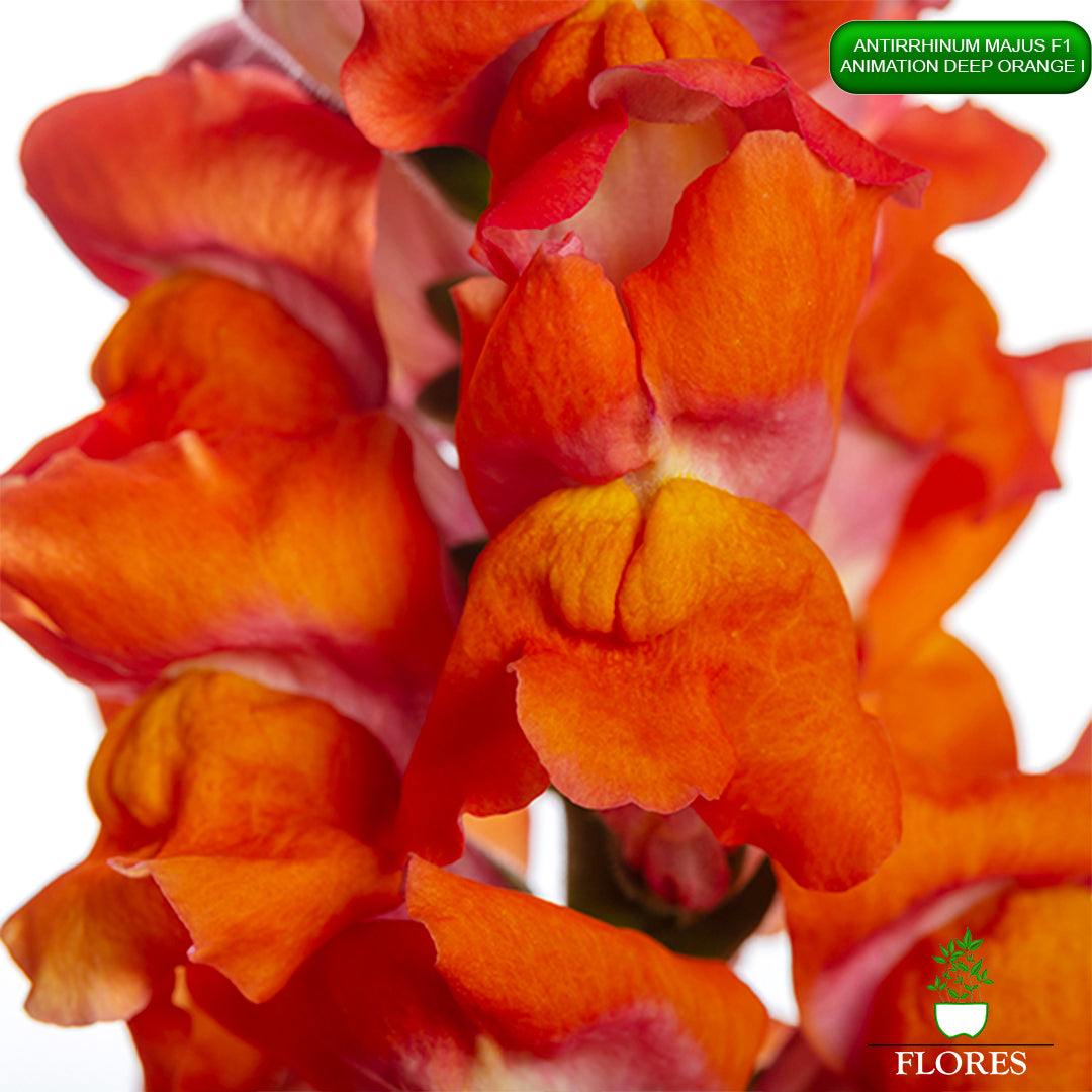 Antirrhinum majus Animation deep orange i,lauvmutīšu sēklas 2022,lauvmutīšu sēklas internetā,lauvmutīšu sēklas jelgava, lauvmutīšu sēklas cena,lauvmutīšu sēklas cenas,lielo lauvmutīšu sēklas,lielās lauvmutītes sēklas jūrmalā,lauvmutīšu sēklas kur pirkt, lauvmutites sēklas,lauvmutīšu sēklas liepājā, labākās lauvmutīšu sēklas,lauvmutīšu sēklas ogre, lauvmutīšu sēklas pirkt,lauvmutīšu sēklas pārdod,lauvmutīšu sēklas rīgā,lauvmutītes sēklas pārdod,lauvmutītes sēklas pirkt