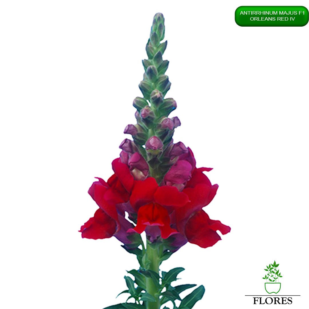 Antirrhinum majus Orleans red 4,lauvmutīšu sēklas 2022,lauvmutīšu sēklas internetā,lauvmutīšu sēklas jelgava, lauvmutīšu sēklas cena,lauvmutīšu sēklas cenas,lielo lauvmutīšu sēklas,lielās lauvmutītes sēklas jūrmalā,lauvmutīšu sēklas kur pirkt, lauvmutites sēklas,lauvmutīšu sēklas liepājā, labākās lauvmutīšu sēklas,lauvmutīšu sēklas ogre, lauvmutīšu sēklas pirkt,lauvmutīšu sēklas pārdod,lauvmutīšu sēklas rīgā,lauvmutītes sēklas pārdod,lauvmutītes sēklas pirkt