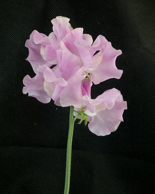 Jaunumi 2026. gada sezonai!