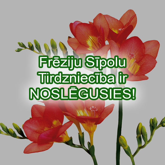 Frēziju Sīpolu Tirdzniecība ir noslēgusies!