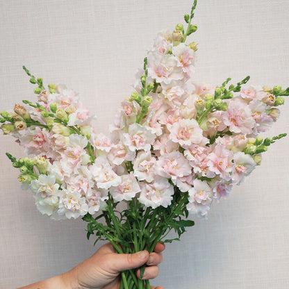 Antirrhinum Majus Frappe Light Pink 2 Sēklas