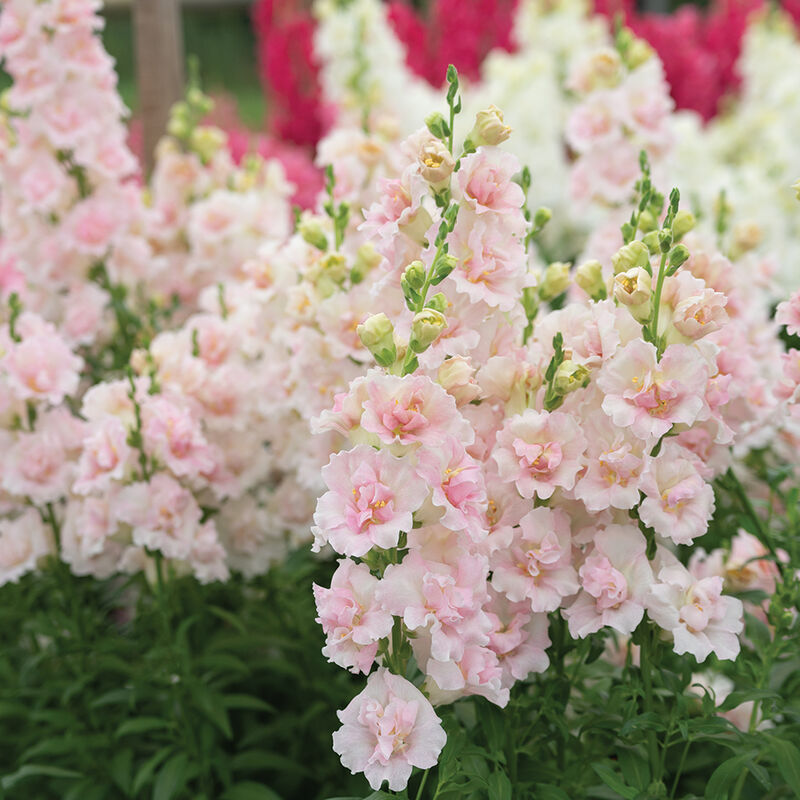 Antirrhinum Majus Frappe Light Pink 2 Sēklas