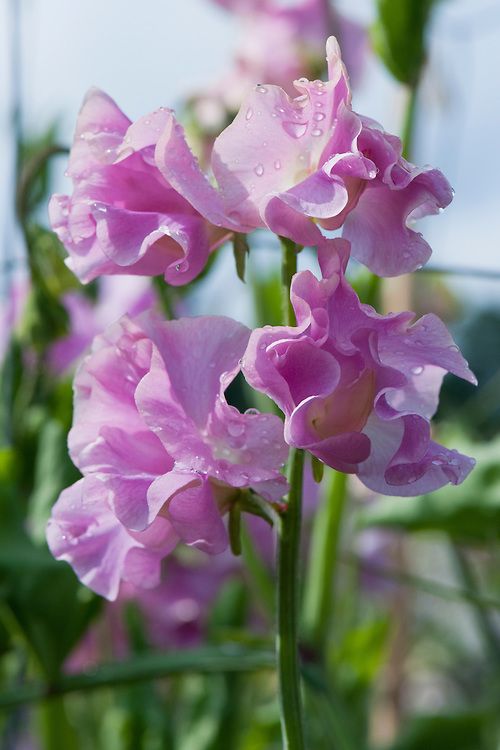 Lielziedu puķuzirņu sēklas - BOBBY CHISHOLM