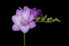 Frēziju Sīpoli Biscaya®