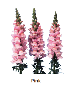 Antirrhinum Majus Bridal Pink Sēklas