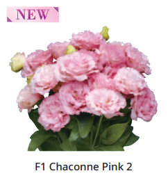 Lizantes Sēklas F1 Chaconne Pink 2