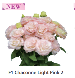 Lizantes Sēklas F1 Chaconne Light Pink 2