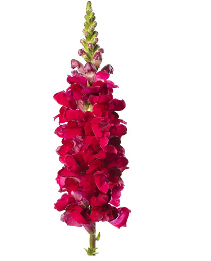 Antirrhinum Majus Toulon Velvet IV sēklas