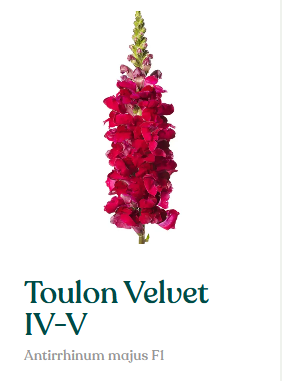 Antirrhinum Majus Toulon Velvet IV sēklas