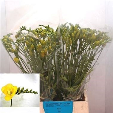 Frēziju Sīpoli Soleil®