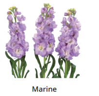 Matthiola Incana Iron Marine