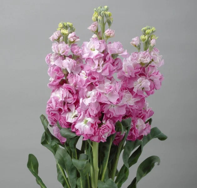 Matthiola Incana Iron Fairy Pink