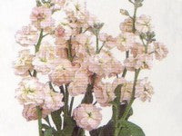 Matthiola Incana Quartet Series