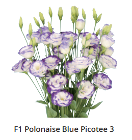 Lizantes Sēklas F1 Polonaise Blue Picotee