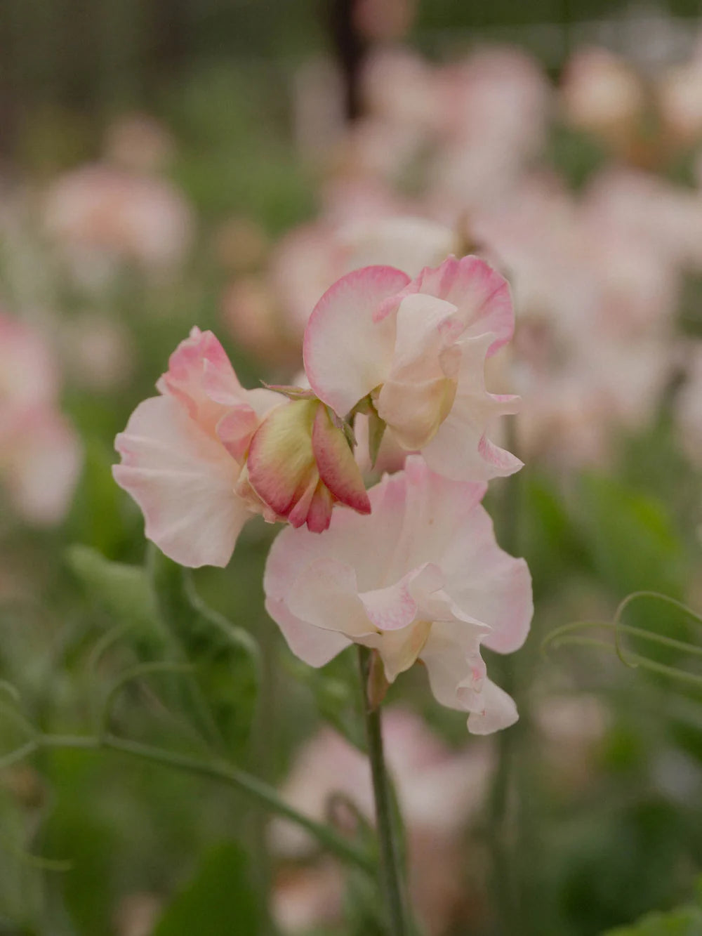 Lielziedu puķuzirņu sēklas - Mollie Rilstone