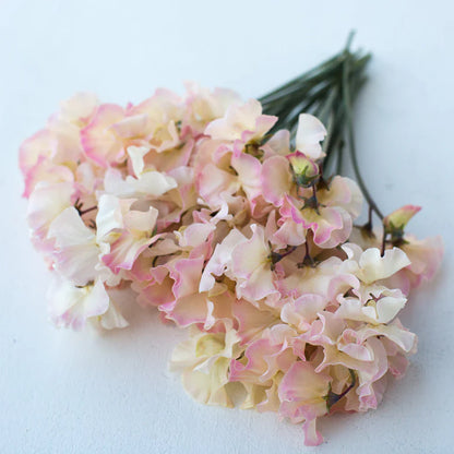 Lielziedu puķuzirņu sēklas - Mollie Rilstone