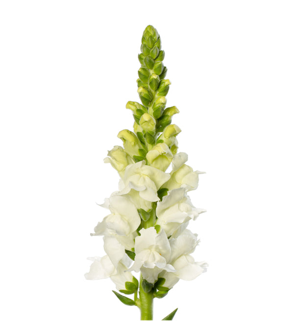 Antirrhinum majus Toulon White IV sēklas