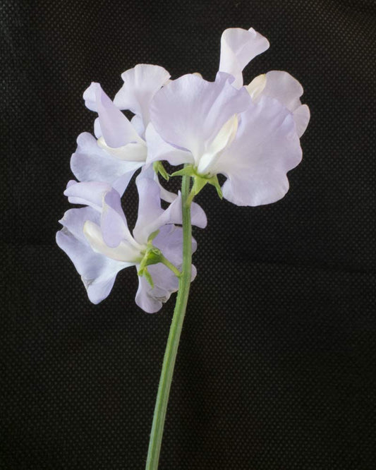 Lielziedu puķuzirņu sēklas - AIRAN