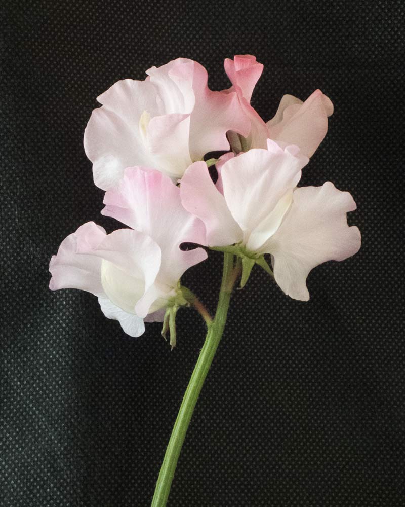 Lielziedu puķuzirņu sēklas - ANNIVERSARY