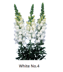 Antirrhinum Majus Bridal White 4 Sēklas