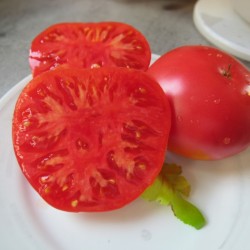 Tomātu sēklas - Xanadu Red Gooddless