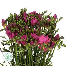 Frēziju Sīpoli Intense®