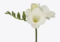 Frēziju Sīpoli Yukon®