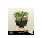 Frēziju Sīpoli Yukon®