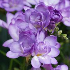 Frēziju Sīpoli Biscaya®