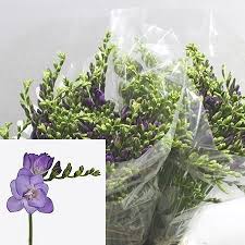 Frēziju Sīpoli Biscaya®