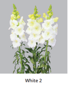 Antirrhinum Majus Frappe White 2 Sēklas