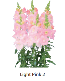 Antirrhinum Majus Frappe Light Pink 2 Sēklas