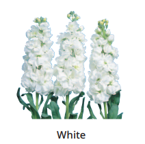 Matthiola Incana Iron White