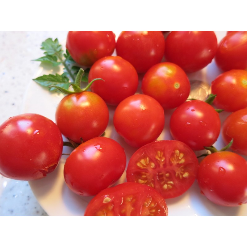 Tomātu sēklas - Kazacha cherry