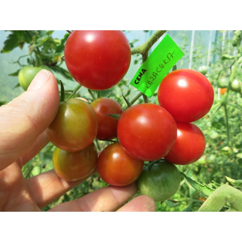 Tomātu sēklas - Kazacha cherry