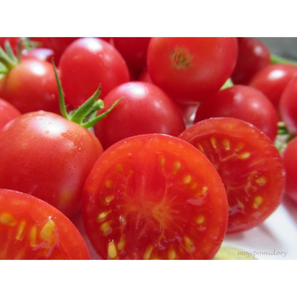 Tomātu sēklas - GOGOSHA