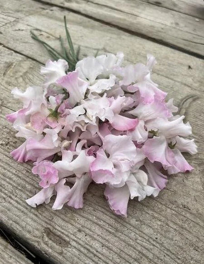 Lielziedu puķuzirņu sēklas - ANNIVERSARY