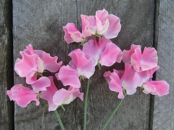 Lielziedu puķuzirņu sēklas - Mrs Bernard Jones