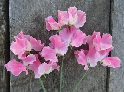 Lielziedu puķuzirņu sēklas - Mrs Bernard Jones