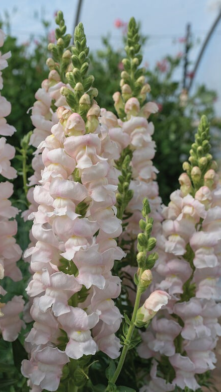 Antirrhinum majus F1 Avignor Silver II sēklas