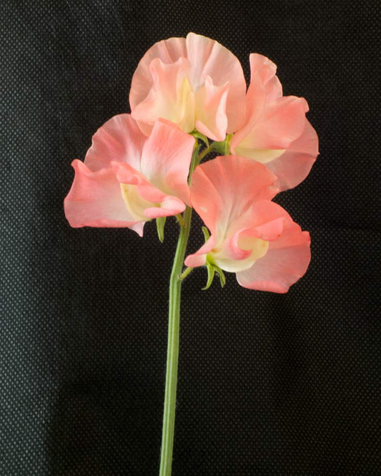 Lielziedu puķuzirņu sēklas - VALERIE HARROD