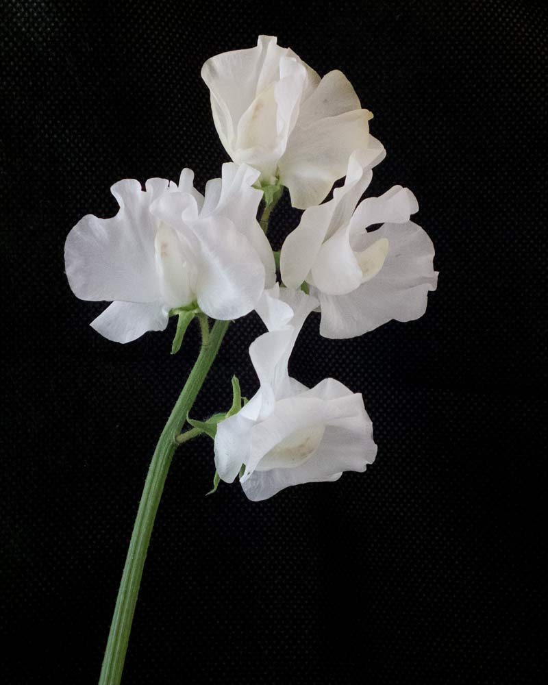 Lielziedu puķuzirņu sēklas - WHITE FRILLS