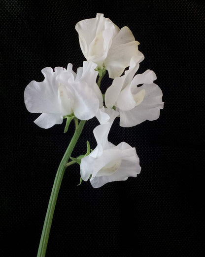 Lielziedu puķuzirņu sēklas - WHITE FRILLS