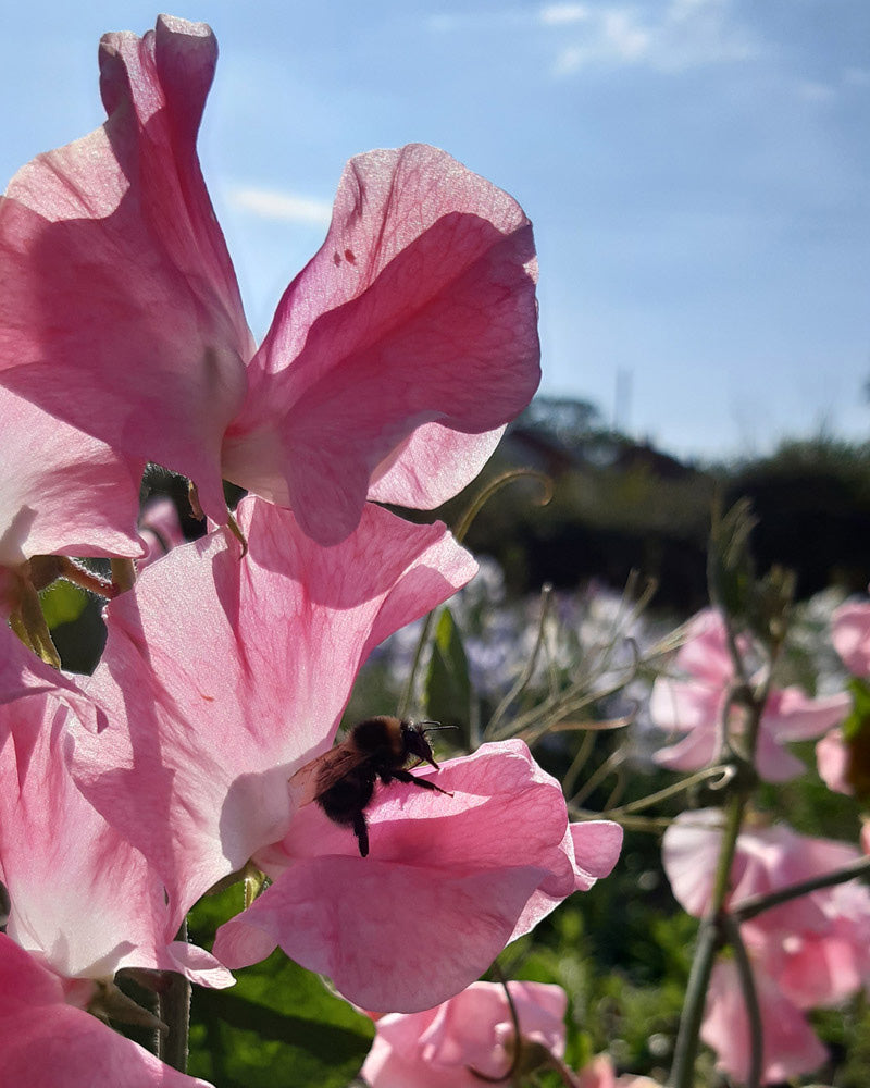 Lielziedu puķu zirņu sēklas - WILLOW